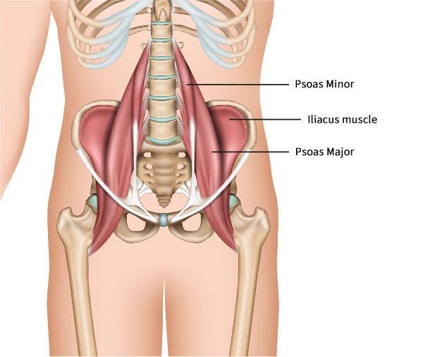 How To Kurmasana Yoga Pose Muscle Anatomy EasyFlexibility - YouTube