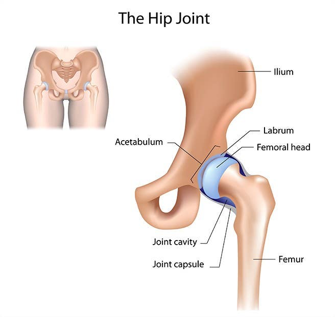 Anatomy 101 - the pelvic bowl — YOGARU