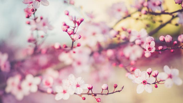 Celebrate the Spring Equinox with Yoga